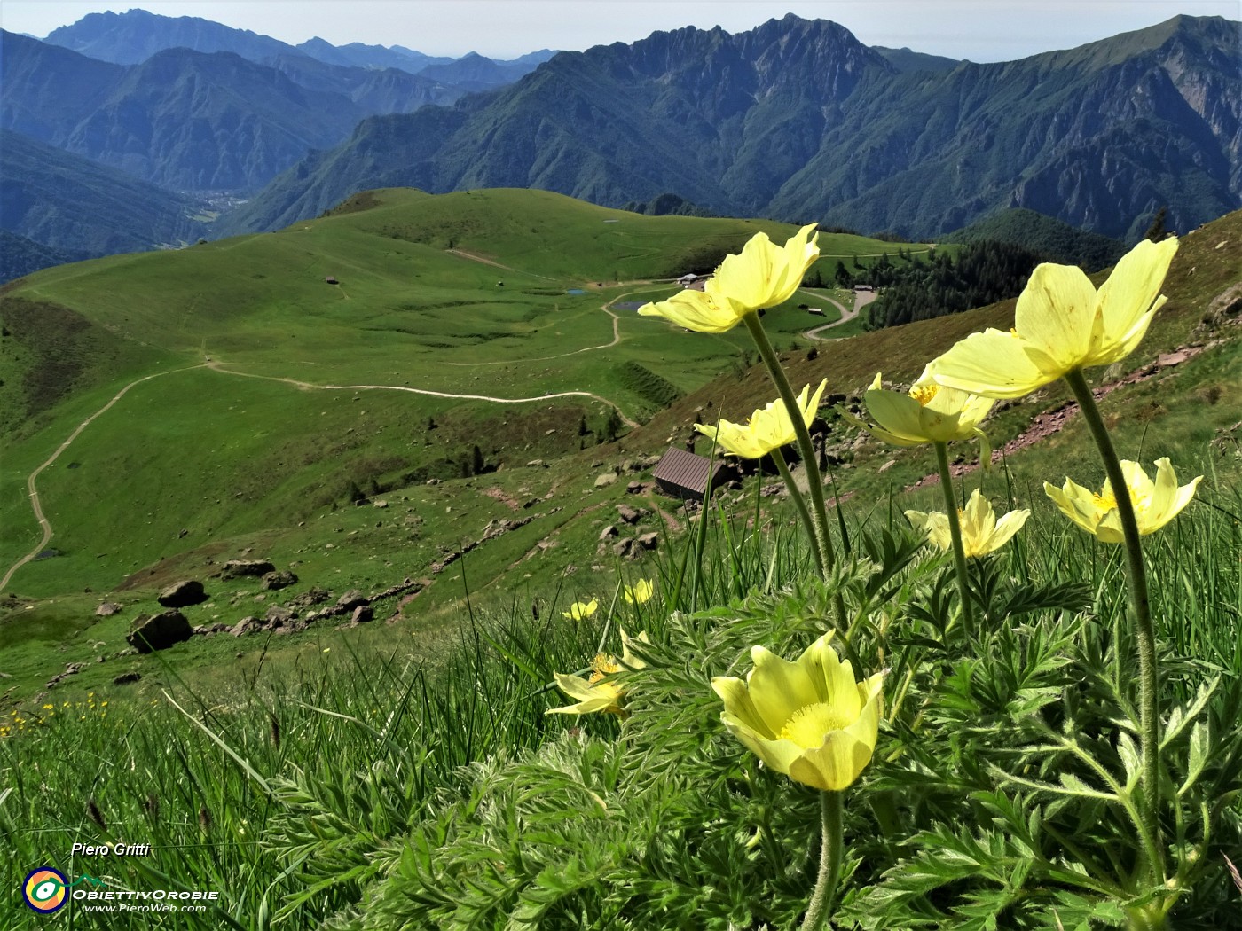 12 Pulsatilla alpina sulphurea (Anemone sulfureo) con vista sul Baitel e i Piani dell'Avaro.JPG